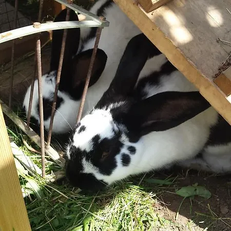 Apartman Haus-holzer